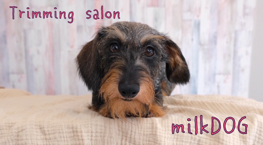 Trimming salon milkDOG